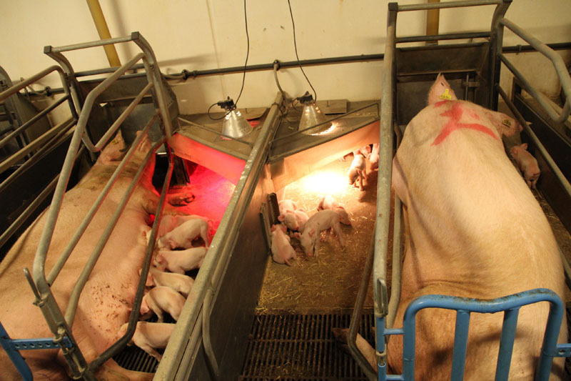 探访丹麦养猪场 如同进隔离病房