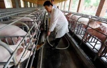 养殖规模化水平提升 比例达87%_养猪信息网_