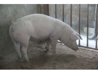 新丹系种猪
