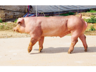 温氏杜洛克种猪年内将全面推向市场