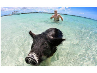 巴哈马“会游泳的猪”走红