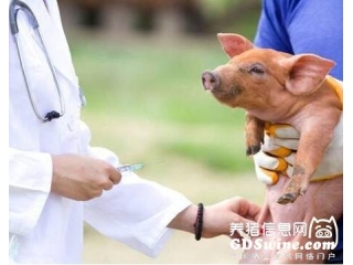 猪免疫出问题疫苗不能总背锅
