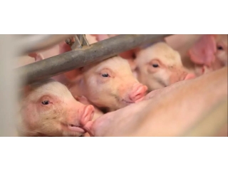 视频｜这个猪场每年至少测定15000头公猪，让每一颗猪精成为“特种兵”