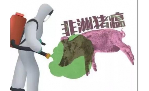 <b>香港一养猪场检出非洲猪瘟病毒，将扑杀3000头猪</b>