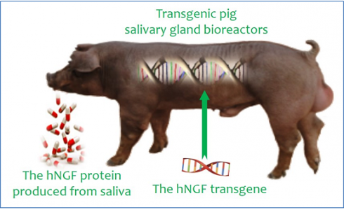 吴珍芳教授团队在转基因猪生物反应器领域取得重要研究进展