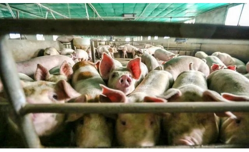 能繁母猪数量达4325万头！10月猪价曝出“危险信号”，四季度猪价高于三季度可能性较小