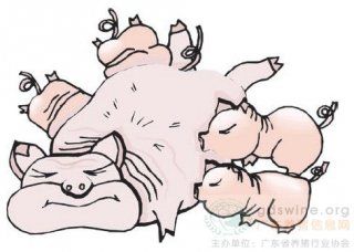 广东省规模化猪场保育猪猪瘟抗体血清学调查与分析