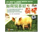 如何饲养好母猪(VCD)
